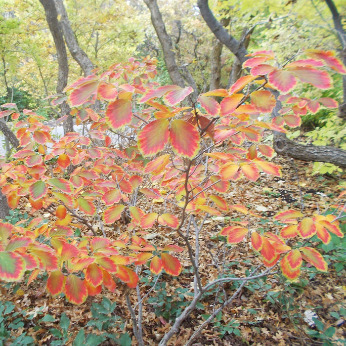 Witch Hazel, Arnold Promise Witch Hazel