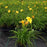 Daylily, Apricot Sparkles Daylily