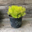 Spirea, Gold Thread™ Spirea, Mellow Yellow Spiraea