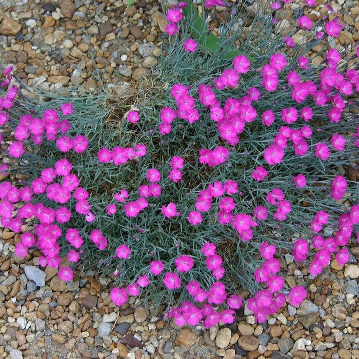 Dianthus, Firewitch Dianthus, Cheddar Pink