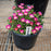 Delosperma, Jewel of Desert® Amethyst Ice Plant