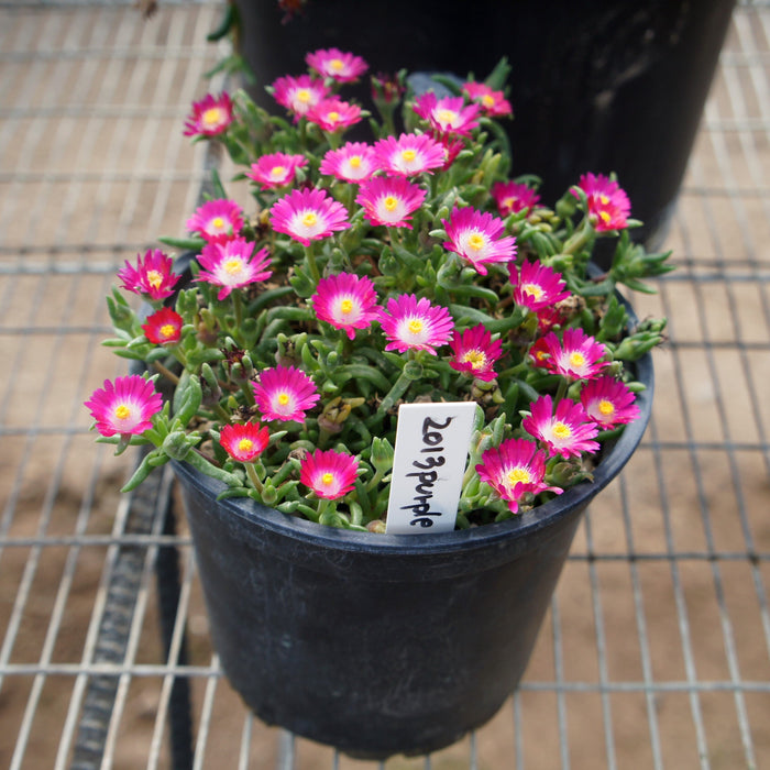 Delosperma, Jewel of Desert® Amethyst Ice Plant