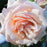 Rose, Mother of Pearl Grandiflora Rose