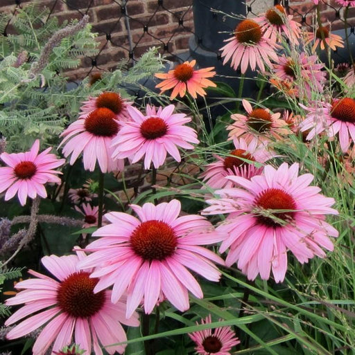 Coneflower, Magnus Echinacea, Coneflower