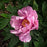 Peony, First Arrival Itoh Peony