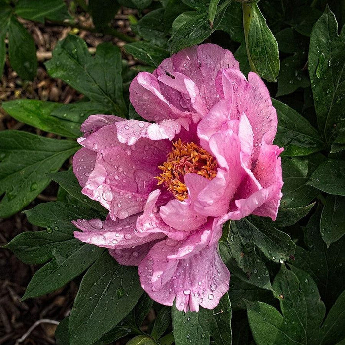 Peony, First Arrival Itoh Peony
