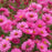 Aster, Vibrant Dome New England Aster