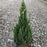 Juniper, Blue Point Juniper