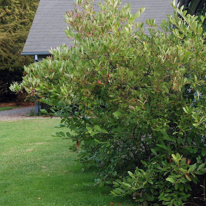 Chokeberry, Brilliant Red Chokeberry