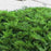 Juniper, Sargent Green Juniper