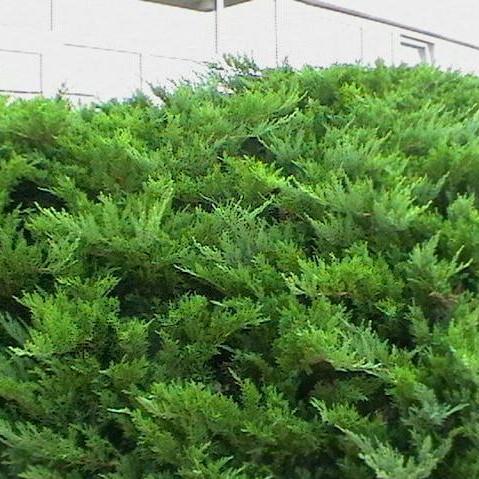 Juniper, Sargent Green Juniper