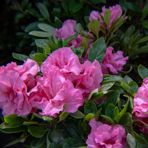 Azalea, Bloomin' Easy Ever After Pink Reblooming Azalea