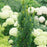 Elderberry, Lemony Lace® Elderberry
