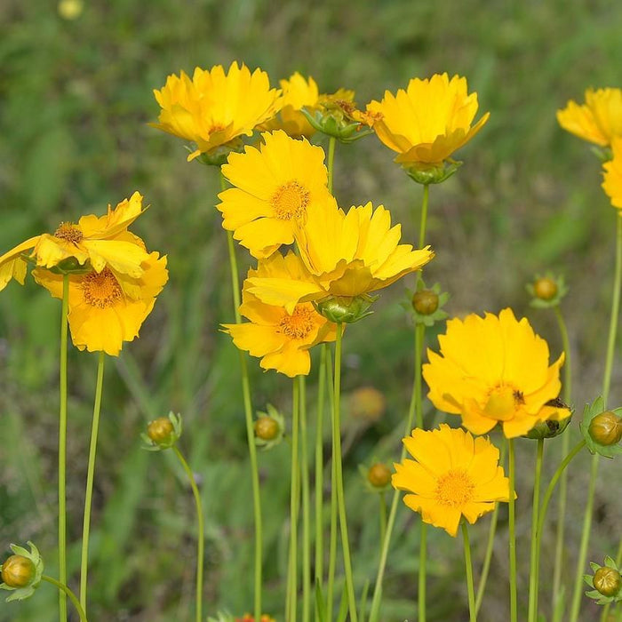 Tickseed, Lanceleaf Coreopsis