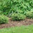 Juniper, Tortuga® Juniper