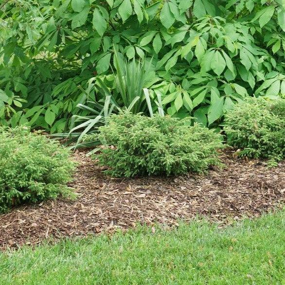 Juniper, Tortuga® Juniper
