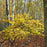 Witch Hazel