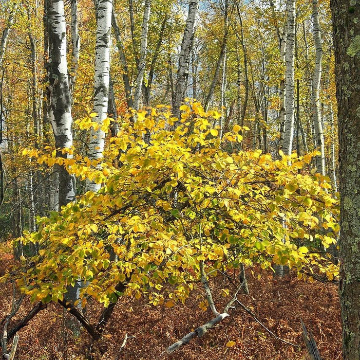 Witch Hazel