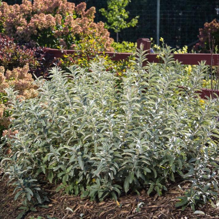 Willow, First Editions® Iceberg Alley® Sageleaf Willow