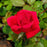 Rose, My Girl Shrub Rose
