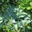 Hosta, Halcyon Hosta