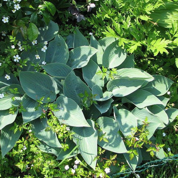 Hosta, Halcyon Hosta