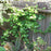Hydrangea, Climbing Hydrangea