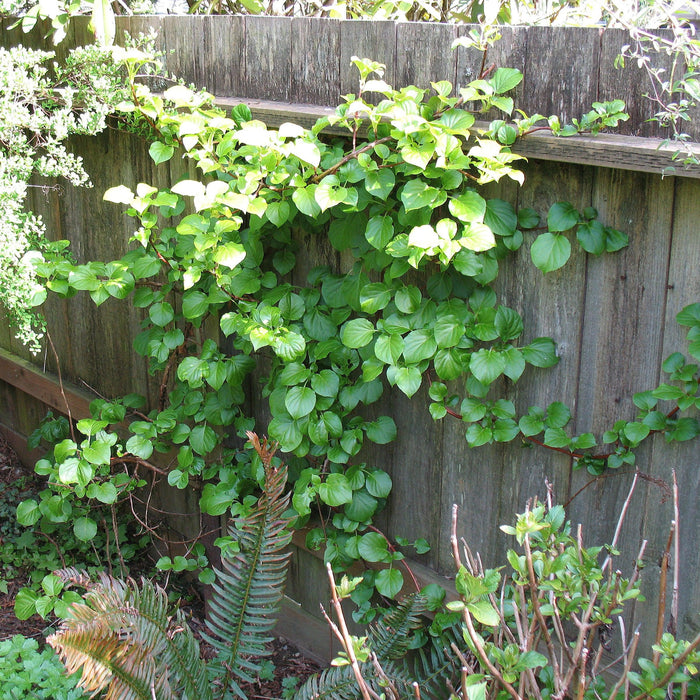 Hydrangea, Climbing Hydrangea