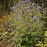 Thistle, Blue Glow Globe Thistle