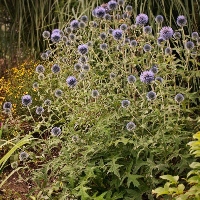 Thistle, Blue Glow Globe Thistle