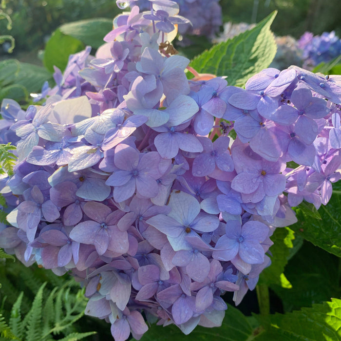 Hydrangea, Endless Summer® The Original Macrophylla Hydrangea