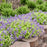 Catmint, Lemon Purrfect Catmint