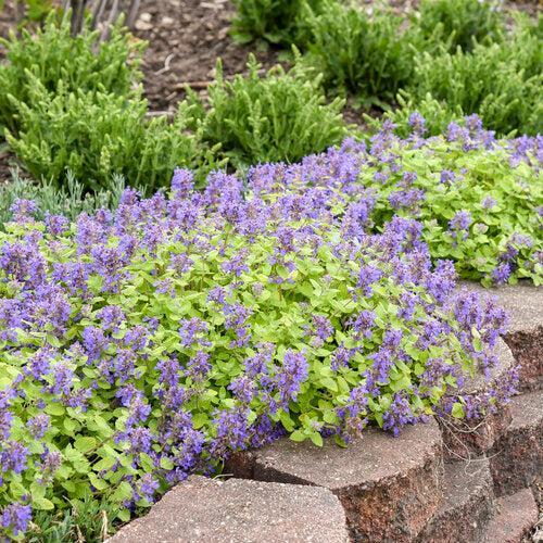 Catmint, Lemon Purrfect Catmint