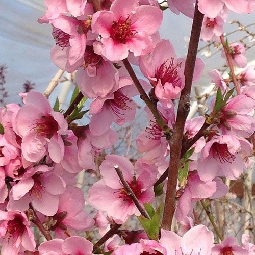 Nectarine, Hardired, 7 gal (5-7 ft)