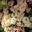 Rhododendron, Golden Torch Rhododendron
