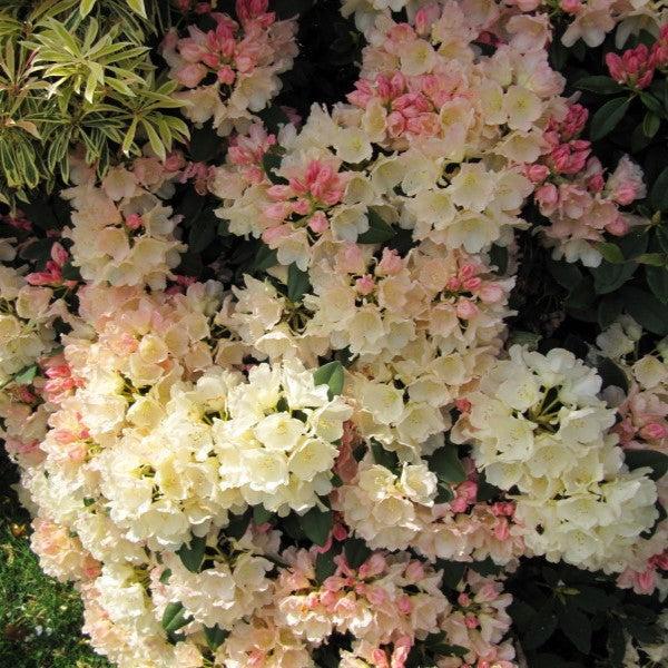Rhododendron, Golden Torch Rhododendron