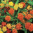 Milkweed, Gay Butterfly Milkweed