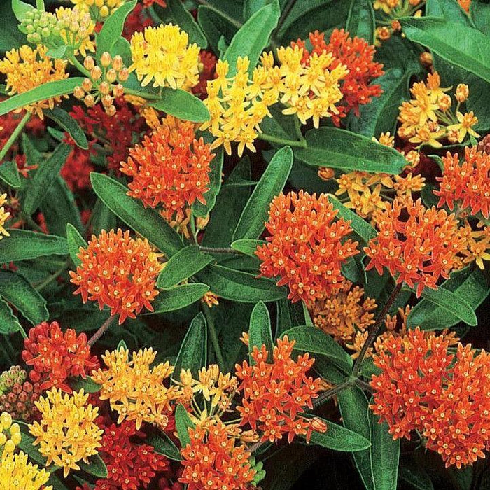 Milkweed, Gay Butterfly Milkweed