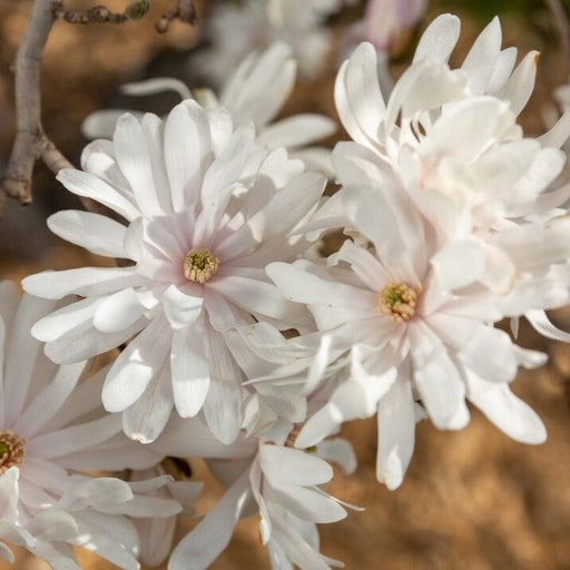 Magnolia stellata 'Centennial Blush'  - First Editions® Centennial Blush Star Magnolia