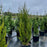 Juniper, Spartan Juniper (Juniperus Chinensis Spartan)