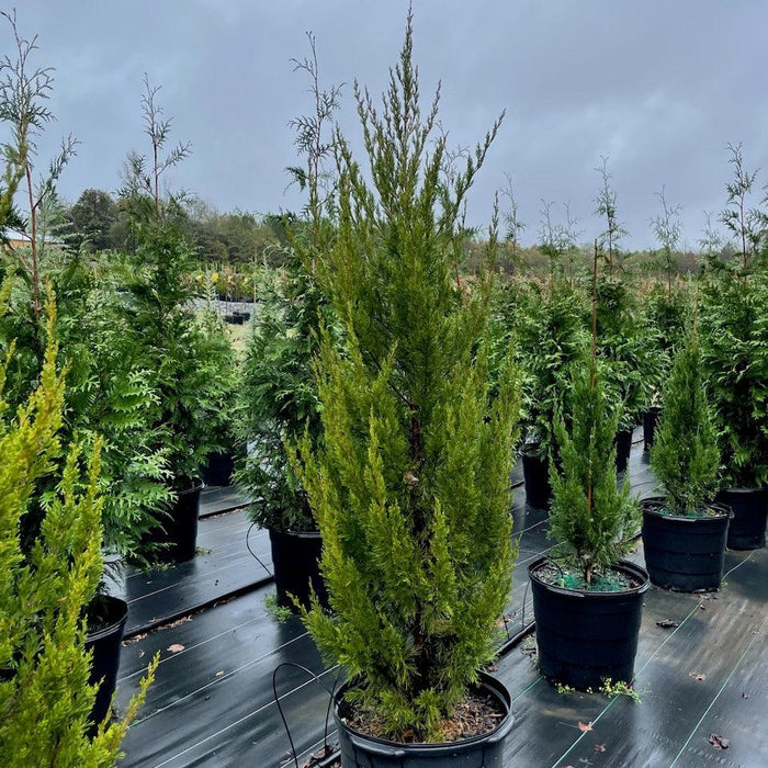 Juniper, Spartan Juniper (Juniperus Chinensis Spartan)