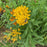 Milkweed, Hello Yellow Butterfly Weed