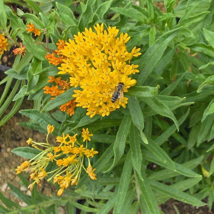 Milkweed, Hello Yellow Butterfly Weed