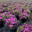 Azalea, Karen Azalea