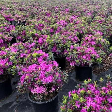 Azalea, Karen Azalea