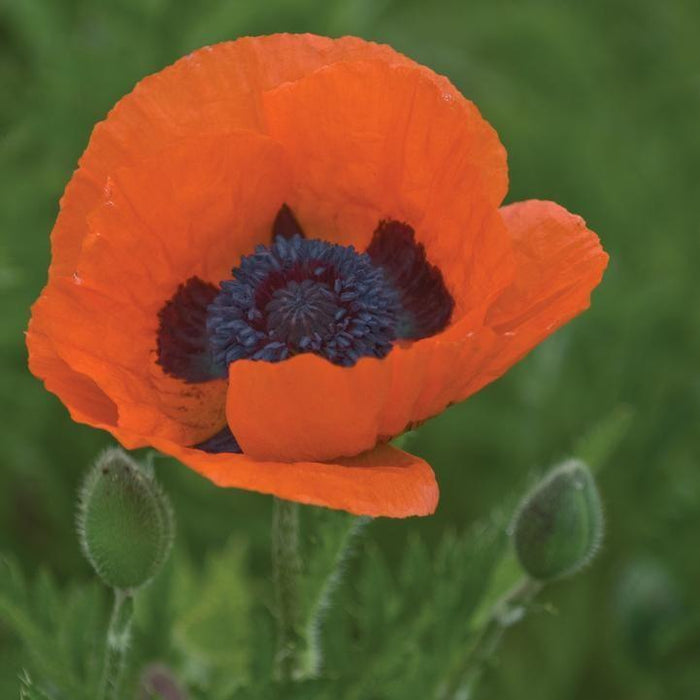 Papaver orientalis 'Prince of Orange'  - Prince of Orange Poppies