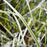Sedge, Silver Sceptre Sedge
