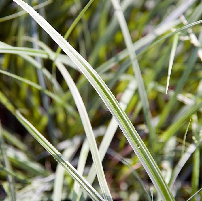 Sedge, Silver Sceptre Sedge