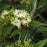 Dogwood, Gray Dogwood