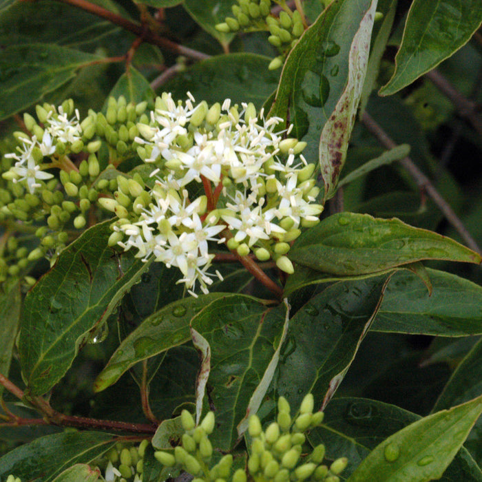 Dogwood, Gray Dogwood
